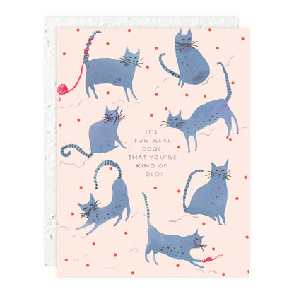 Seedlings - Playful Cats - Birthday Card